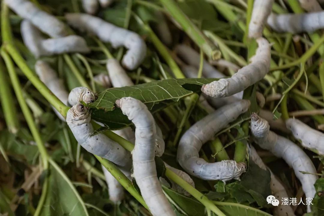 澳门最精准正最精准龙门蚕,澳门最精准正最精准龙门蚕——探索与解析